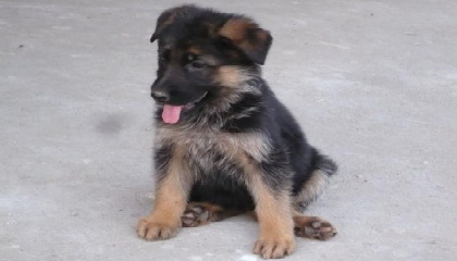 Robert Pejo is developing Paw